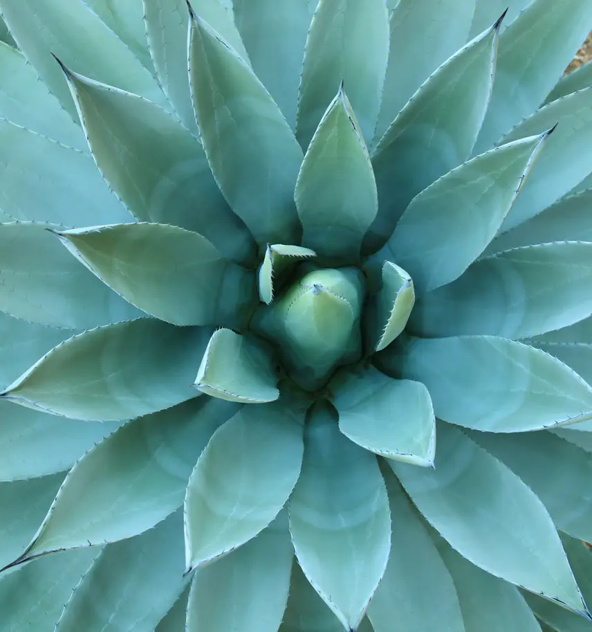 Succulent plant